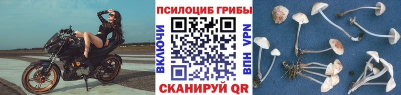 Псилоцибиновые грибы MAGIC MUSHROOMS  кракен ссылки  Трубчевск 